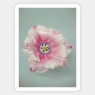 Pink tulip closeup Sticker